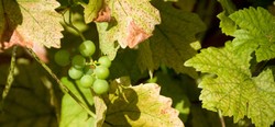 Une culture oubliée : les vignobles de Normandie