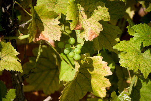 Petite grappe de raisins Petite grappe de raisins