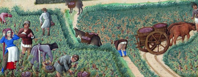 heures_duc_berry La récolte du raisin en septembre.
